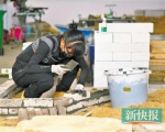 园艺项目比赛区，一位来自上海代表队的女生正在进行砌砖施作。新快报记者 李小萌/摄 - 新浪广东