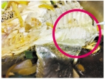 鲈鱼脂肪为啥绿色？ 专家：或因为不明代谢障碍引致 - 广东大洋网