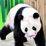 广州土生土长大熊猫“隆隆”成功产仔 - 广东大洋网