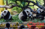 百对三胞胎为大熊猫庆生，创下全球最大规模三胞胎生日派对 - 广东大洋网