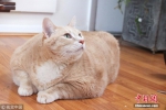 现实版“加菲猫”体重达15公斤 主人为其设计减肥计划 - News.Timedg.Com