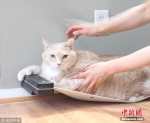现实版“加菲猫”体重达15公斤 主人为其设计减肥计划 - News.Timedg.Com