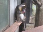日本动物园这只“美猴王”被热瘫了 却获5万多点赞 - News.Timedg.Com
