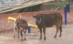 清远两村民均主张争议牛的所有权 法官：DNA认亲 - 新浪广东