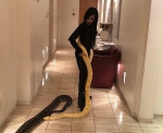 重口味！21岁女子与5米巨蟒同居 公寓有16条蛇(图) - 新浪广东