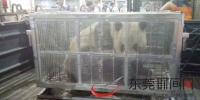 两只大熊猫昨晚抵达东莞，接机全过程视频来了！快看看“珍大”“双儿”长什么样~ - News.Timedg.Com