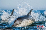 海洋生物有多奇妙？海豚和鲸鱼也能有“混血儿” - News.Timedg.Com