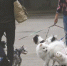 东莞街头，经常可以看到爱狗人士带着狗狗遛弯。资料图 记者 陈帆 摄 - 新浪广东