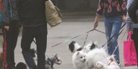 东莞街头，经常可以看到爱狗人士带着狗狗遛弯。资料图 记者 陈帆 摄 - 新浪广东