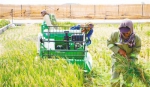 中国科学家阿联酋沙漠试验海水稻：或覆盖迪拜至少10%土地 - News.Timedg.Com