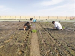 中国科学家阿联酋沙漠试验海水稻：或覆盖迪拜至少10%土地 - News.Timedg.Com