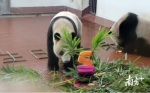 大熊猫成年礼见过吗？广州动物园两只大熊猫生日会好温馨 - 广东大洋网