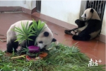 大熊猫成年礼见过吗？广州动物园两只大熊猫生日会好温馨 - 广东大洋网