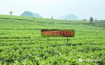 我校联合新蚁族校外基地共建《茶·自然·人生》课程即将开课 - 华南师范大学
