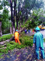 广州市绿化抢险队的56名队员坚守防台风第一线 - 广东大洋网