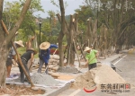 昨日，植物园的工作人员加紧修复景观（首席记者 郑琳东 摄） - 新浪广东