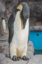 因为动物园的主人无法引进“真品”，企鹅饲养场里到处都是企鹅模型。 - 新浪广东