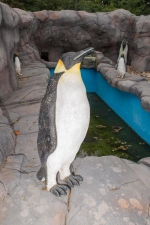 尴尬!英国动物园现"山寨"景点企鹅 全是塑料模型 - 新浪广东