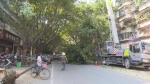 潮州市区这两条路600棵路树今起开始迁移 - 新浪广东