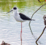 在砲台的田园浅水塘中 出现一群罕见又长相奇特的水鸟 - 新浪广东