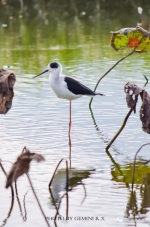 在砲台的田园浅水塘中 出现一群罕见又长相奇特的水鸟 - 新浪广东