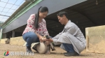 饶平县养殖纯种狮头鹅 一年竟卖出2000多万元 - 新浪广东