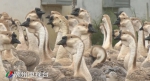 饶平县养殖纯种狮头鹅 一年竟卖出2000多万元 - 新浪广东