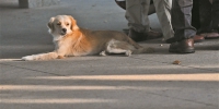 “狗伤人”事故频发：广州拟评估是否修订养犬管理条例 - 广东大洋网