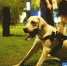 与你息息相关！《东莞市养犬管理条例》纳入2019年地方性法规立法计划建议 - News.Timedg.Com