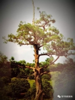 饶平县公布古树保护名录 看看你家乡有多少颗古树 - 新浪广东