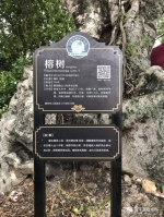 饶平县公布古树保护名录 看看你家乡有多少颗古树 - 新浪广东