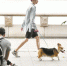 广州公安：养犬素质在提高，无需推遛狗令 - 广东大洋网
