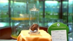 ▲世界第一株人工栽培的灵芝，现珍藏于广东省微生物研究所 - 新浪广东