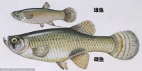雄性食蚊鱼和雌性食蚊鱼 - 华南师范大学