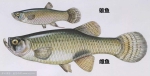 雄性食蚊鱼和雌性食蚊鱼 - 华南师范大学