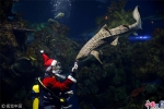 鱼儿也过圣诞节 马耳他潜水员扮圣诞老人水下喂鱼 - News.Timedg.Com