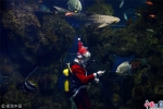 鱼儿也过圣诞节 马耳他潜水员扮圣诞老人水下喂鱼 - News.Timedg.Com