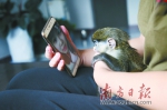 猴“妈妈”：遭母猴遗弃的小猴与新“妈妈”的一段情缘 - News.Timedg.Com