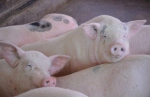 博罗县发生非洲猪瘟疫情  预防控制中心开展处置措施 - 新浪广东