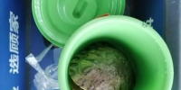 老广买乌龟欲给临产女儿煲汤，不料乘机遇阻 - 广东大洋网