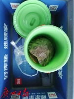 老广买乌龟欲给临产女儿煲汤，不料乘机遇阻 - 广东大洋网