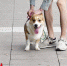 广州养犬乱象如何破？市公安局：现行养犬条例将修订 - 广东大洋网
