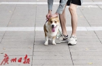 广州养犬乱象如何破？市公安局：现行养犬条例将修订 - 广东大洋网