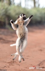 马达加斯加狐猴 “旋转、跳跃，我闭着眼”…… - News.Timedg.Com