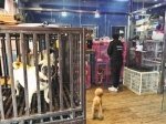 春节宠物寄养价格普涨服务差遭质疑 最高涨价一倍 - 新浪广东