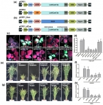 植物病毒研究室在抗病毒技术领域取得新成果 - 华南农业大学