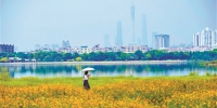 广州将建40公里生态景观林带 - 广东大洋网