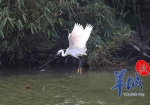 摄影发烧友看过来 广州藏了个小鸟天堂正上演大片 - 新浪广东