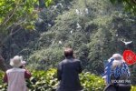 摄影发烧友看过来 广州藏了个小鸟天堂正上演大片 - 新浪广东