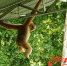 图为西双版纳热带雨林，一只滇金丝猴出现在园区缆车站。唐珩 摄 - 新浪广东
